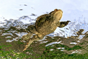 Bufo bufo_swimming by Mathieu Foulquié 